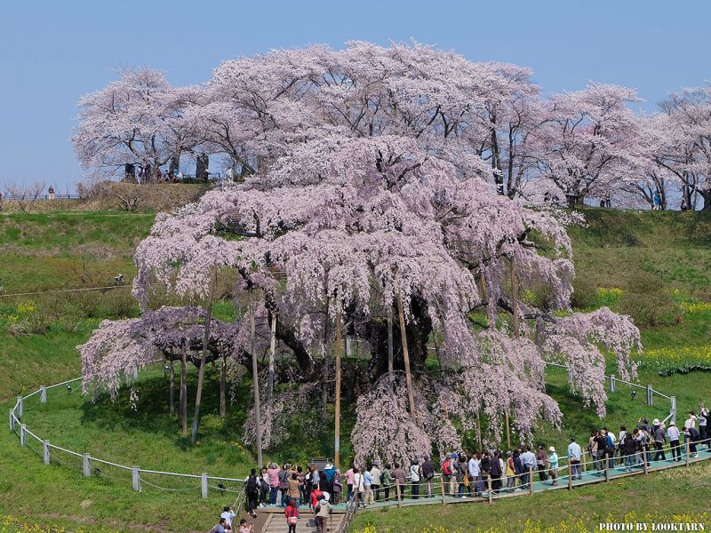 hoa anh đào lớn nhất của Nhật Bản